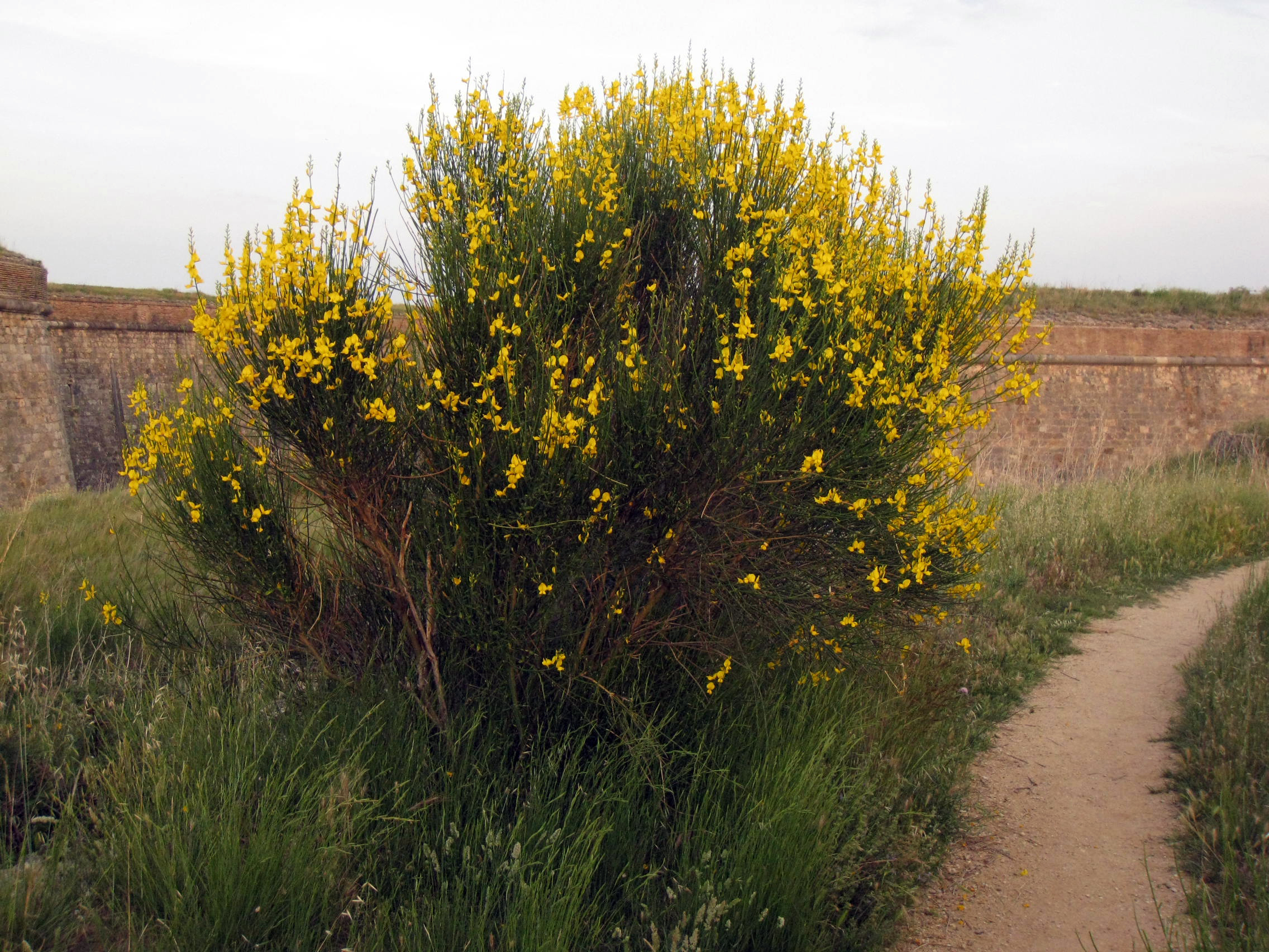 Spanish Broom photo 4