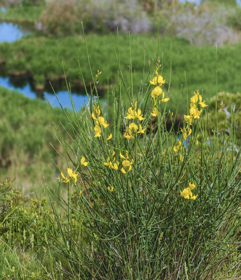 Spanish Broom photo 2