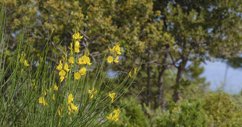 Spanish Broom photo 3