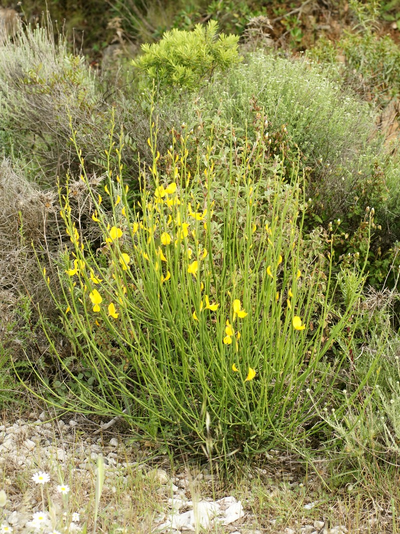 Spanish Broom