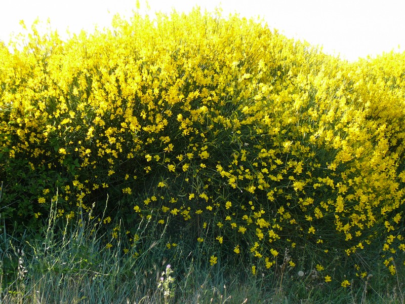 Spanish Broom photo 5