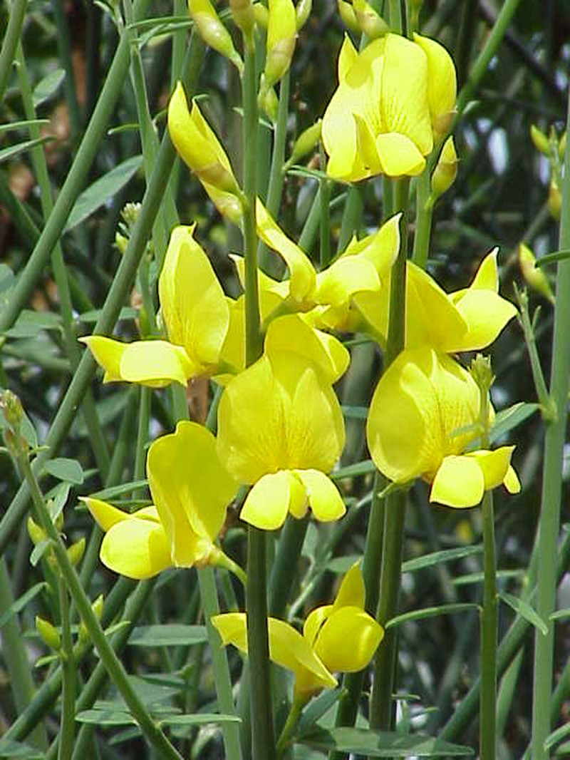 Spanish Broom photo 6