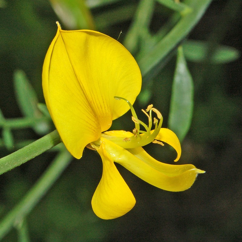 Spanish Broom photo 7