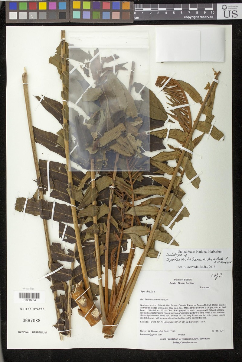 Spathelia belizensis