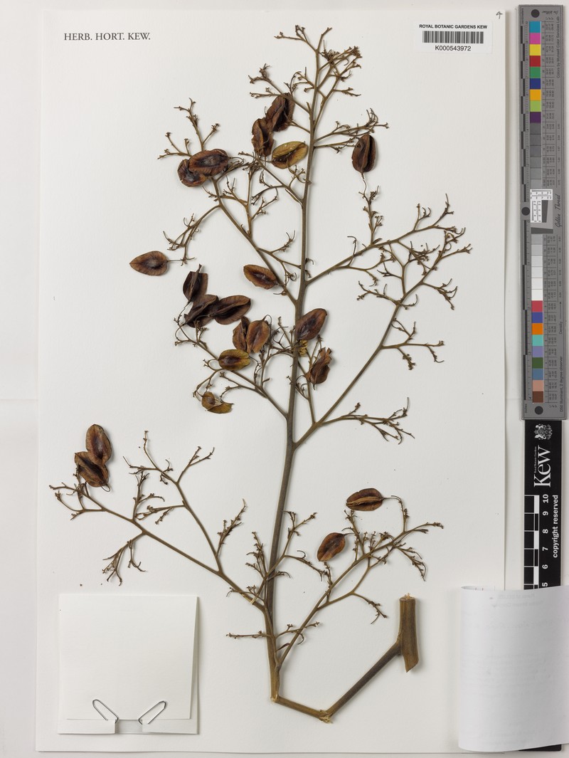 Spathelia belizensis photo 2