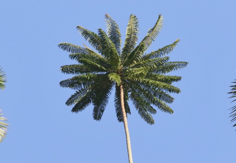 Spathelia brittonii