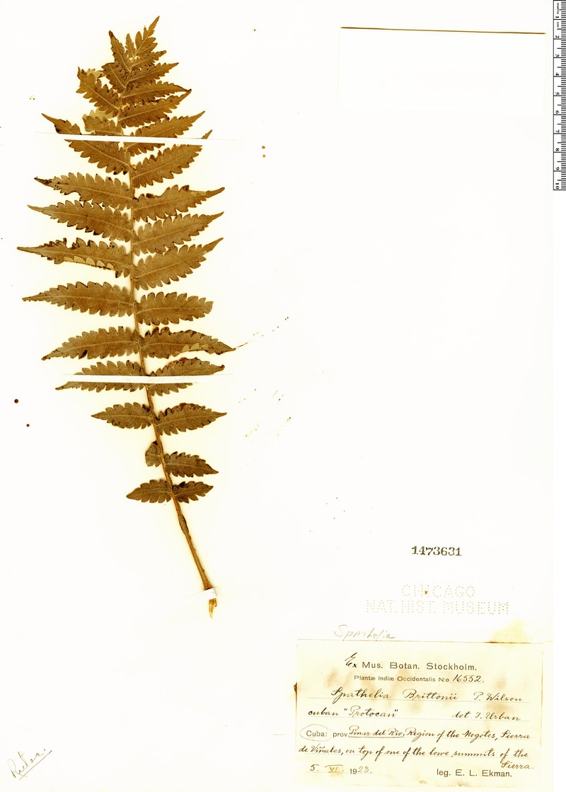 Spathelia brittonii photo 2
