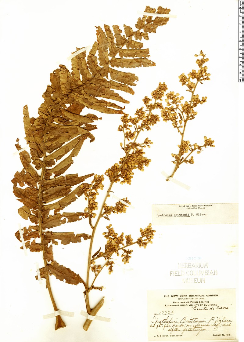 Spathelia brittonii photo 3