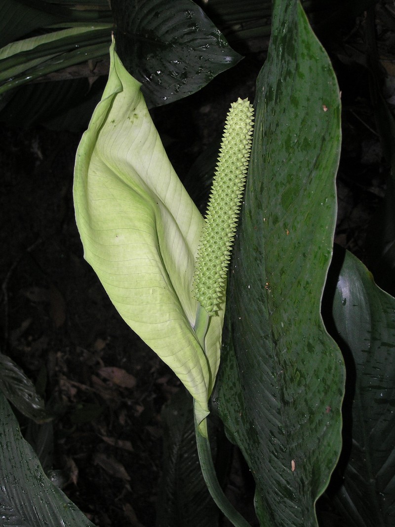 Bischerad photo 3