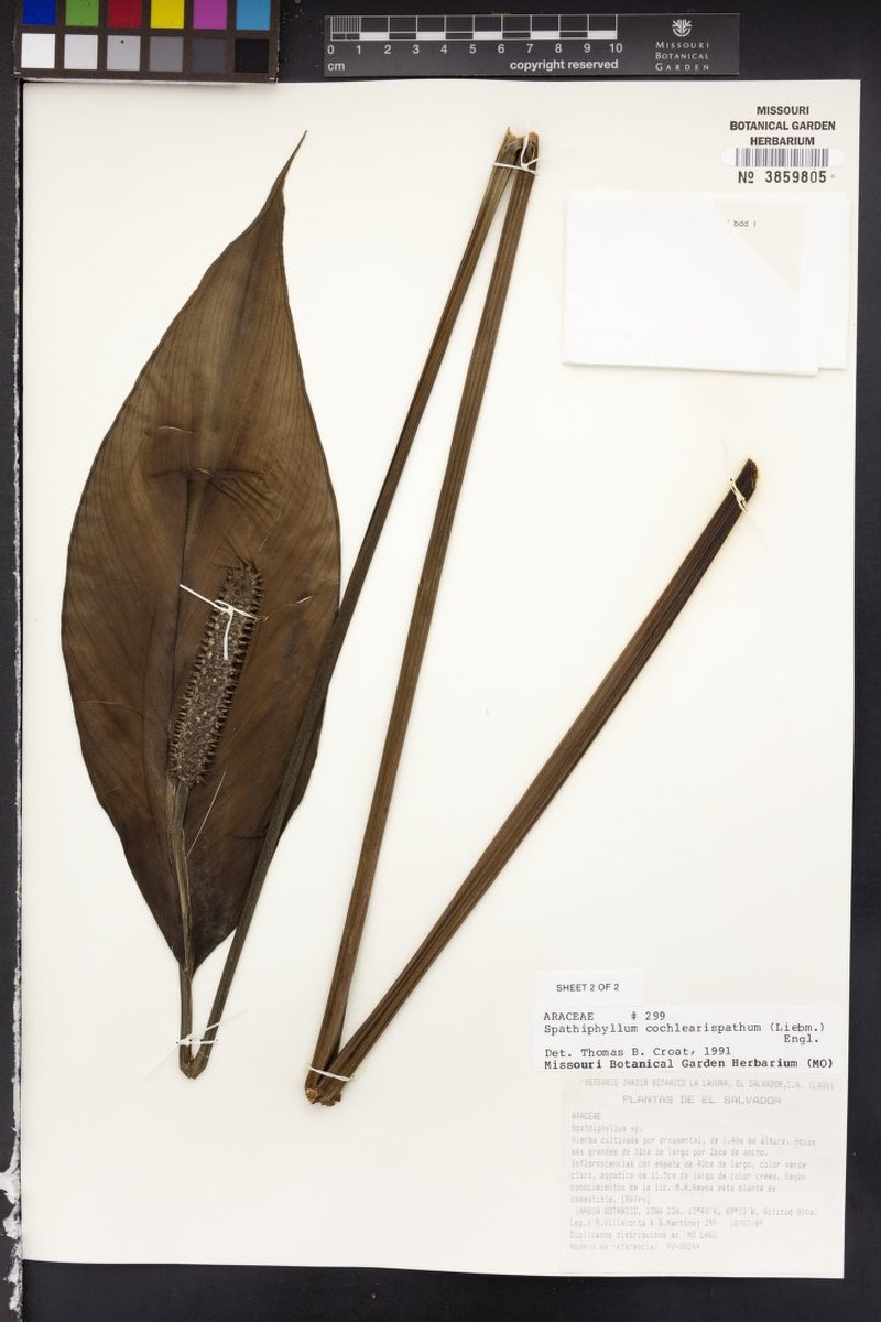 Spathiphyllum frailescanense photo 3