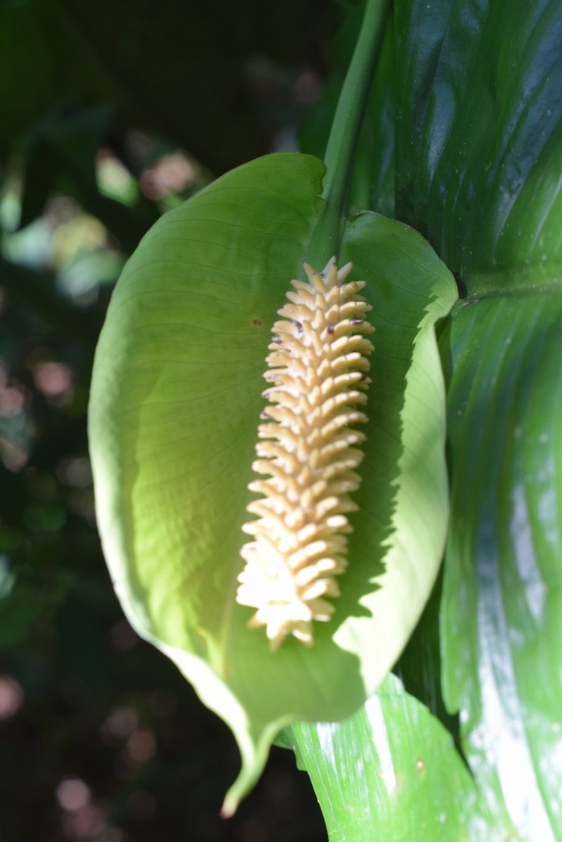 Spathiphyllum maldonadoanum