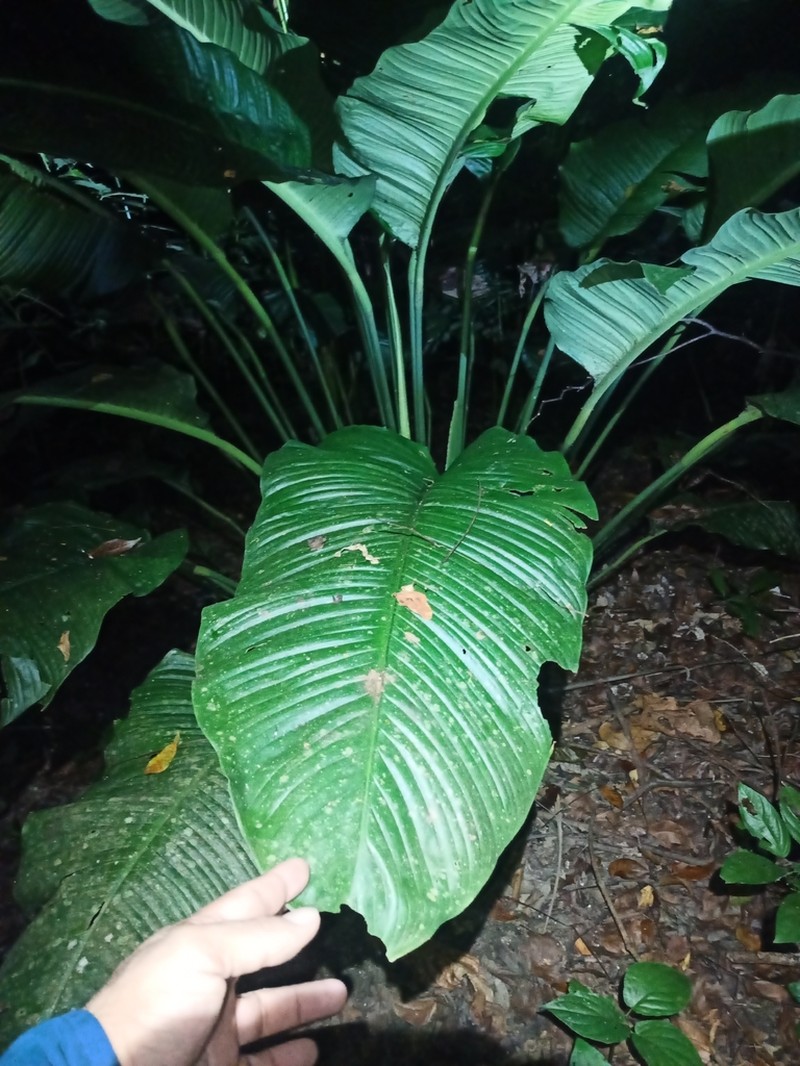 Spathiphyllum maldonadoanum photo 2