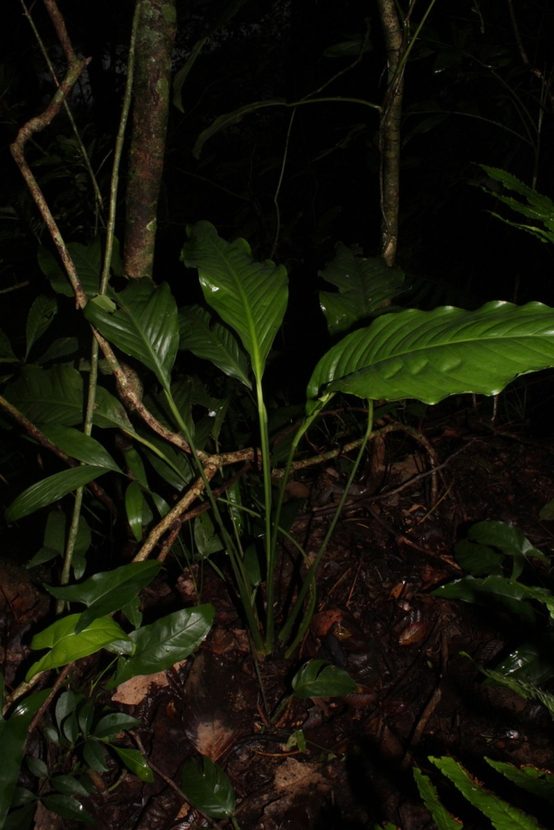 Spathiphyllum mixtecorum