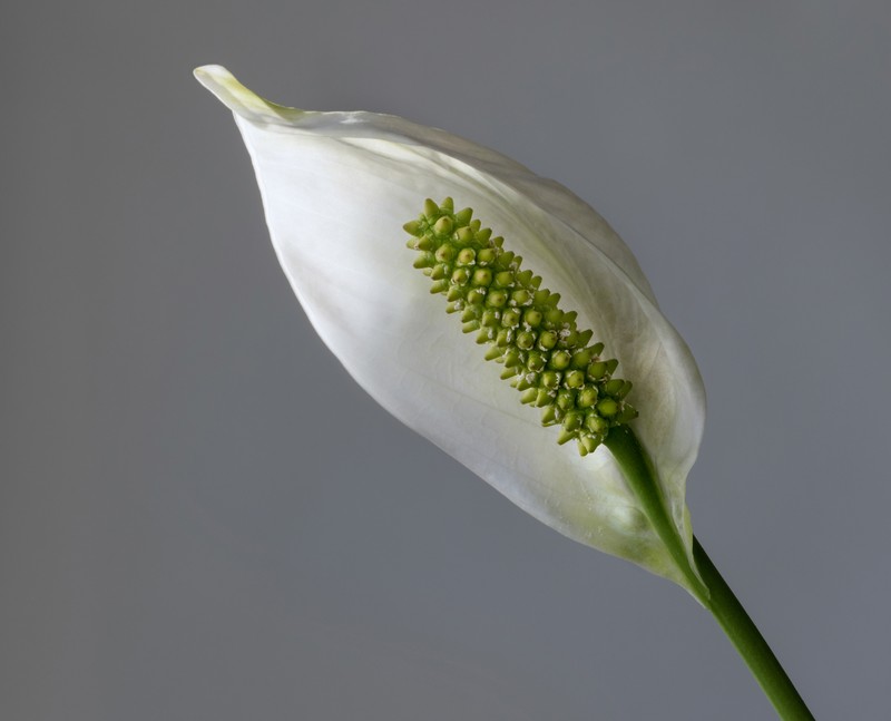 Peace Lily photo 5