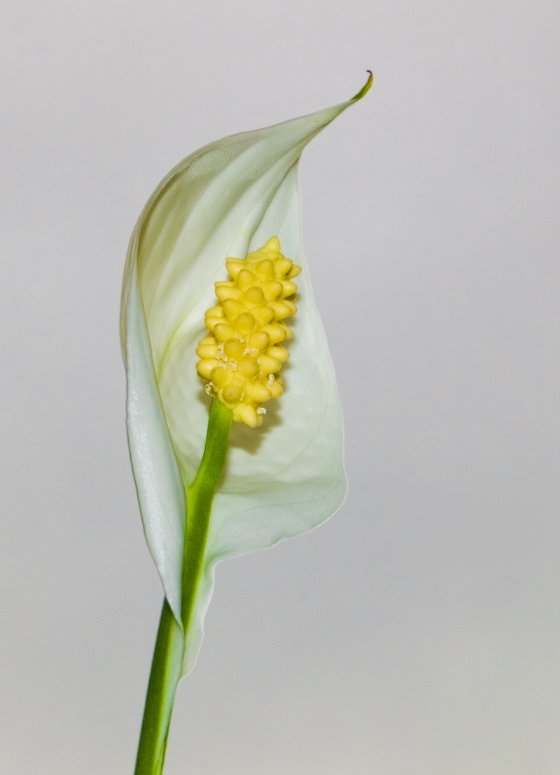 Peace Lily photo 6