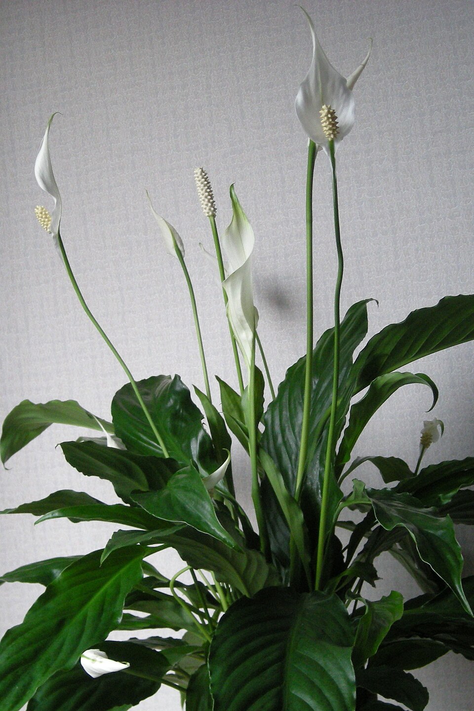 Peace Lily photo 7