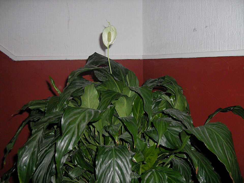 Peace Lily photo 8