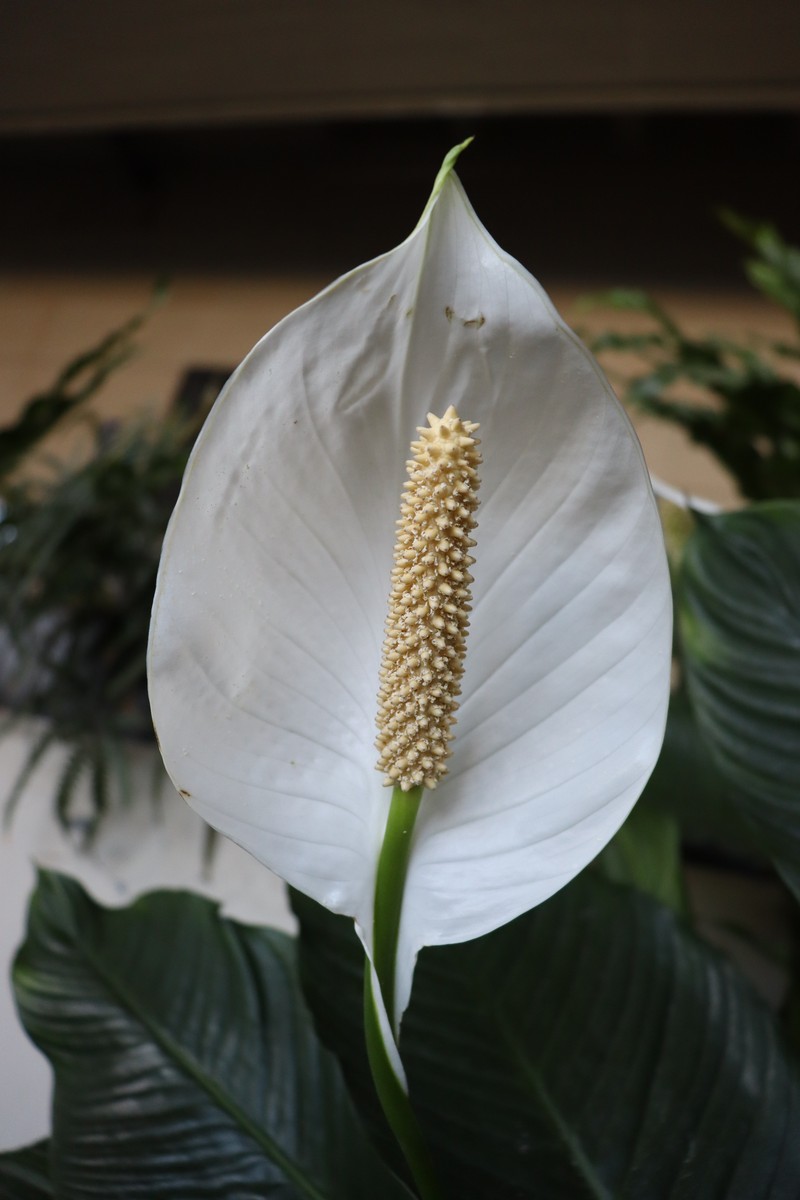 Peace Lily photo 2