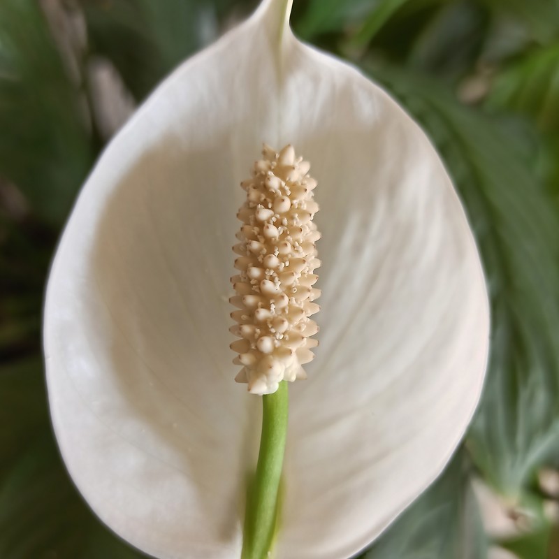 Peace Lily photo 3
