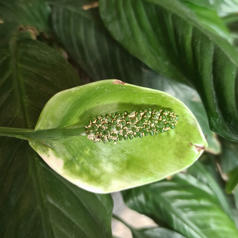 Peace Lily photo 4