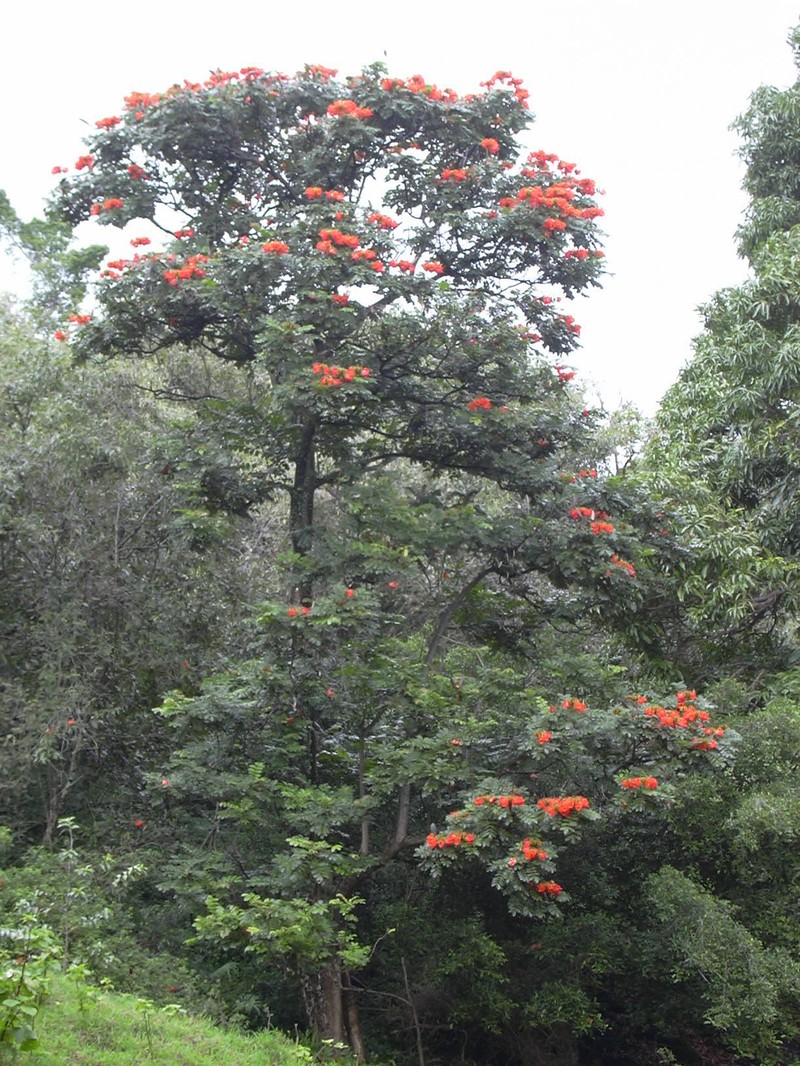 African Tuliptree