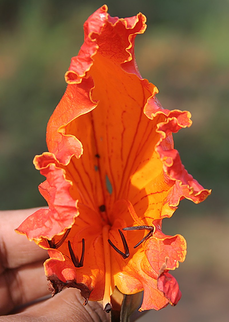African Tuliptree photo 2