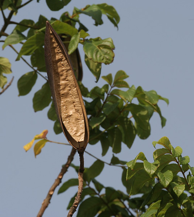 African Tuliptree photo 3