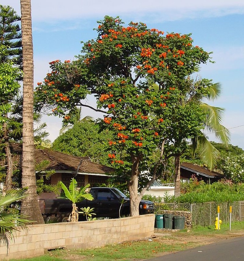 African Tuliptree photo 5