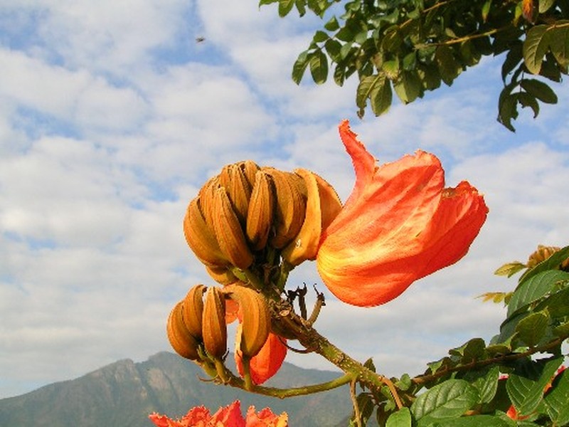 African Tuliptree photo 6