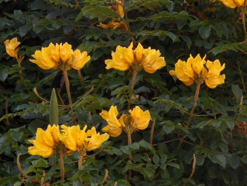 African Tuliptree photo 8