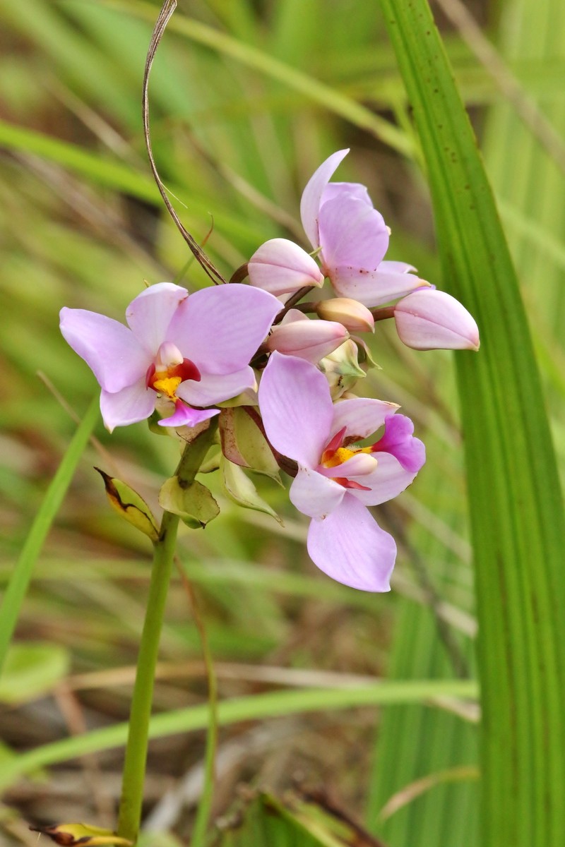 Caroline Ground Orchid