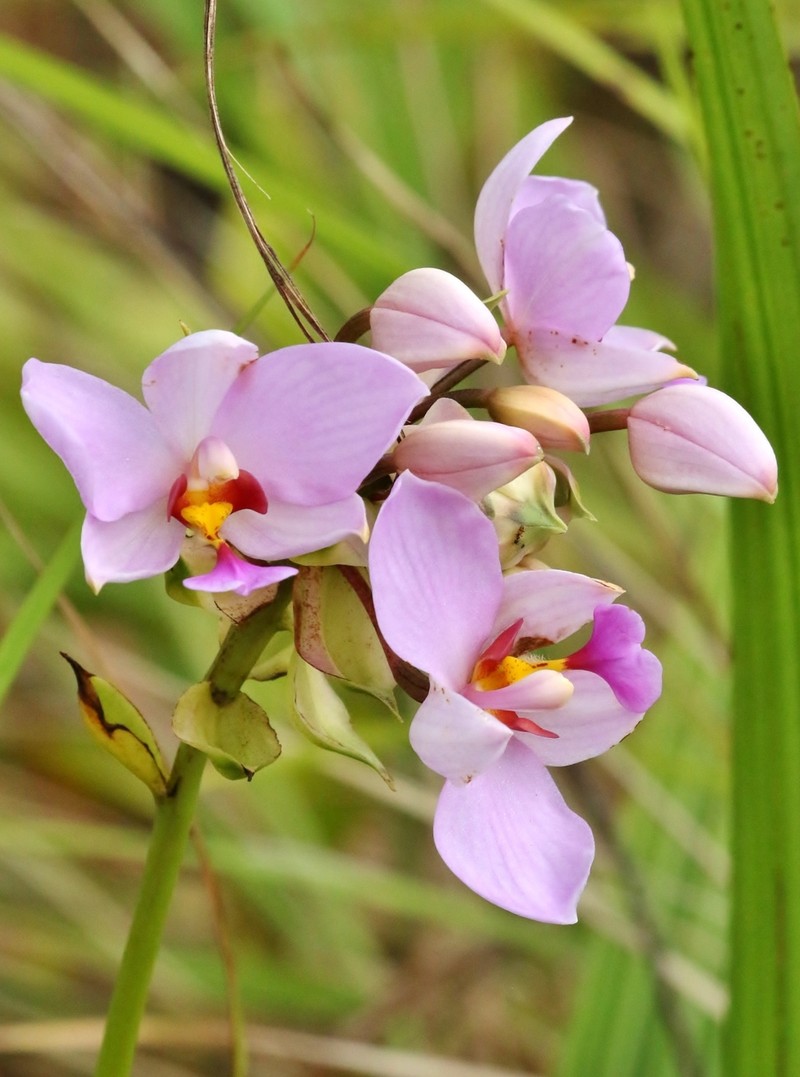 Caroline Ground Orchid photo 2