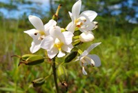 Micronesian Ground Orchid