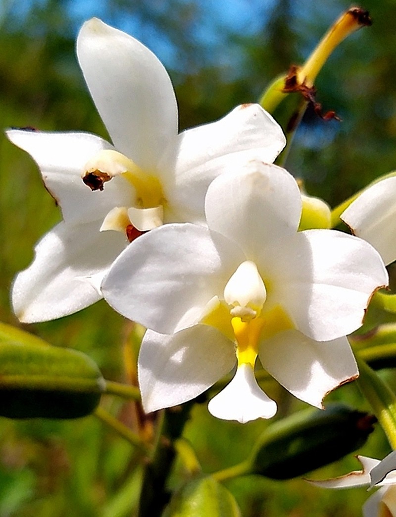 Micronesian Ground Orchid photo 2
