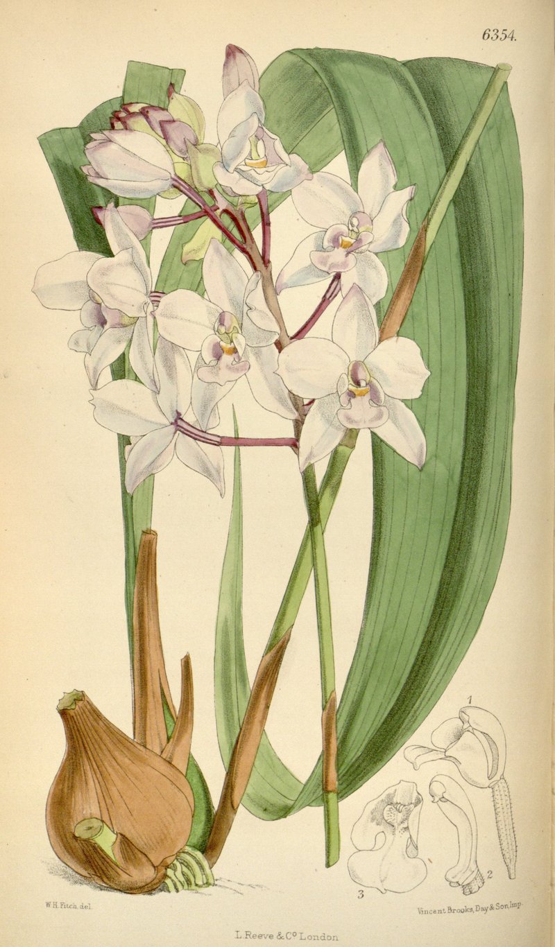 Peter'S Ground Orchid