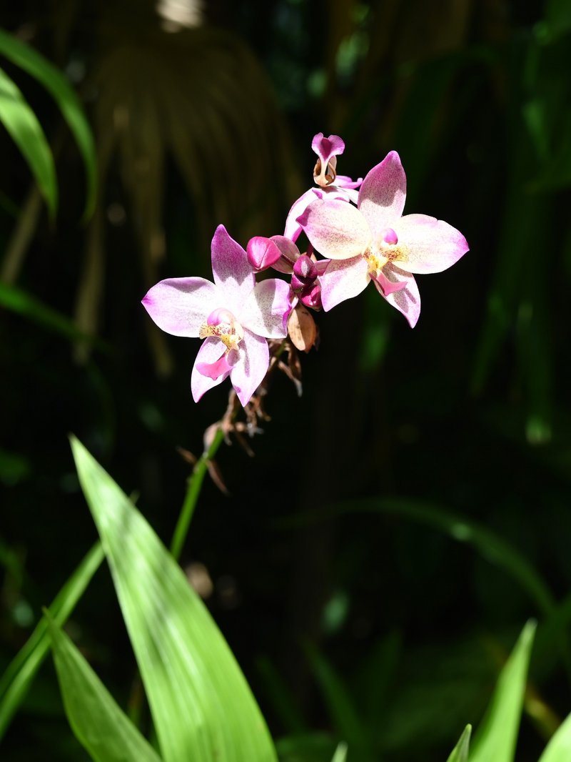 Peter'S Ground Orchid photo 2