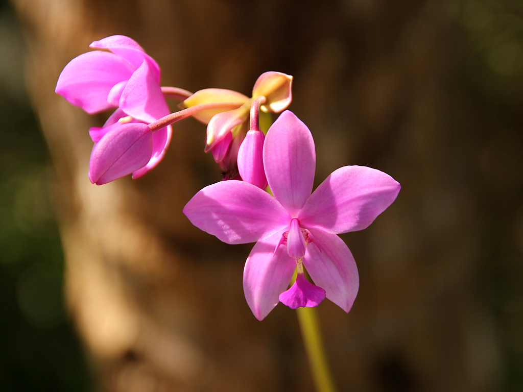 Philippine Ground Orchid photo 5