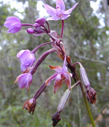 Philippine Ground Orchid photo 6