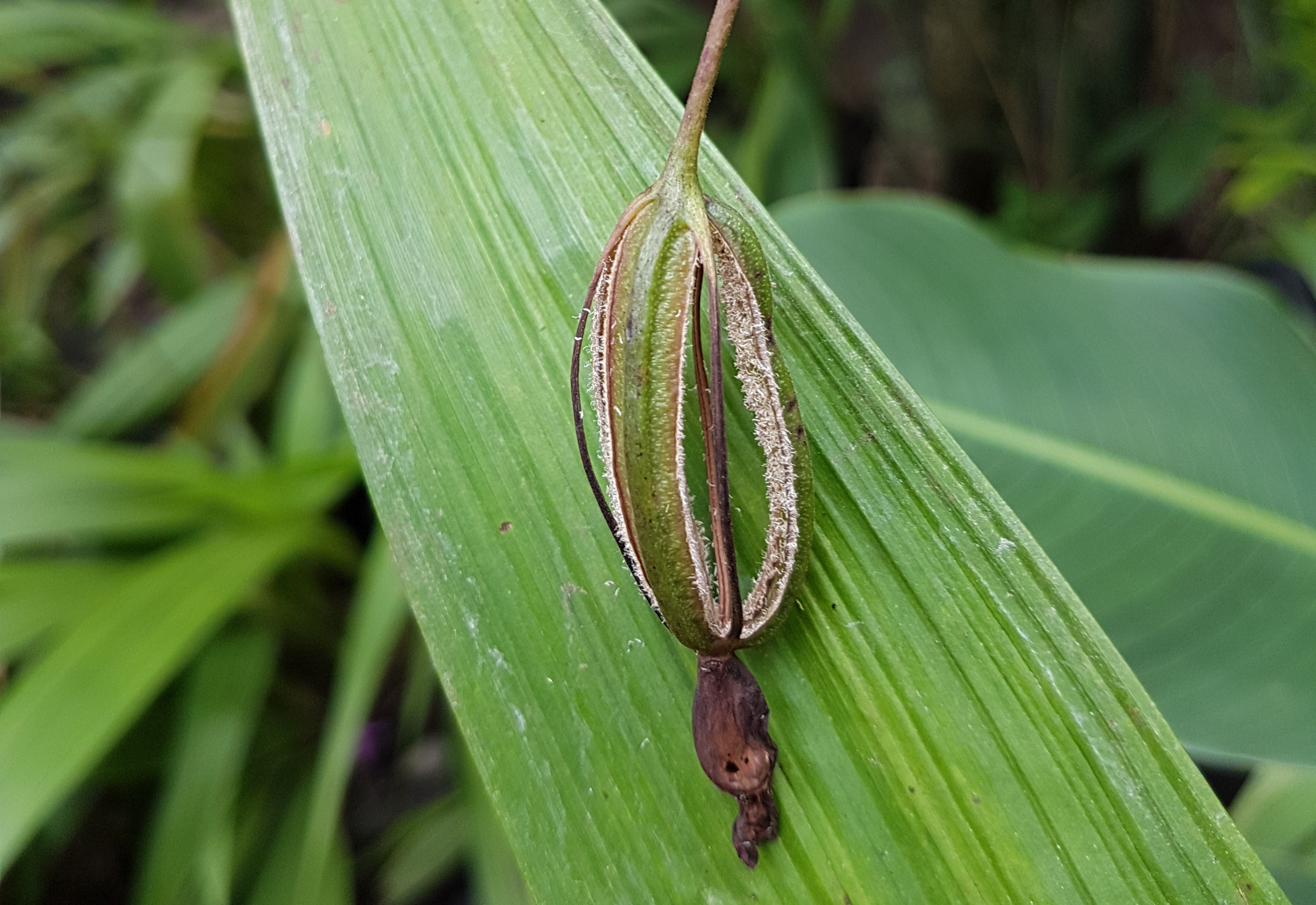 Philippine Ground Orchid photo 7