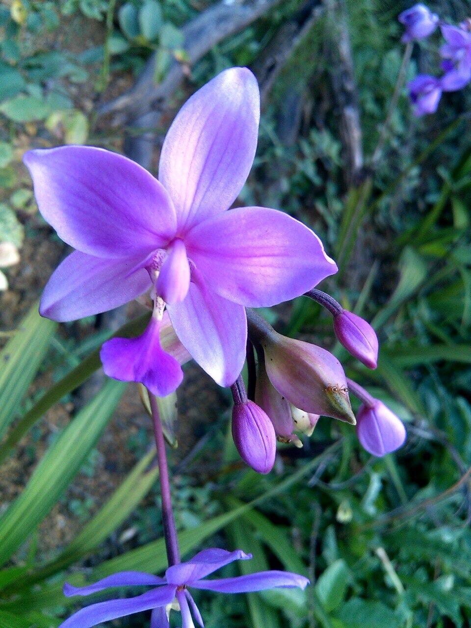 Philippine Ground Orchid photo 8