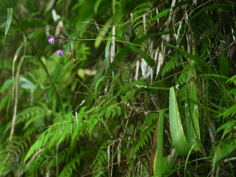 Philippine Ground Orchid photo 2