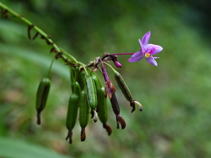 Philippine Ground Orchid photo 3
