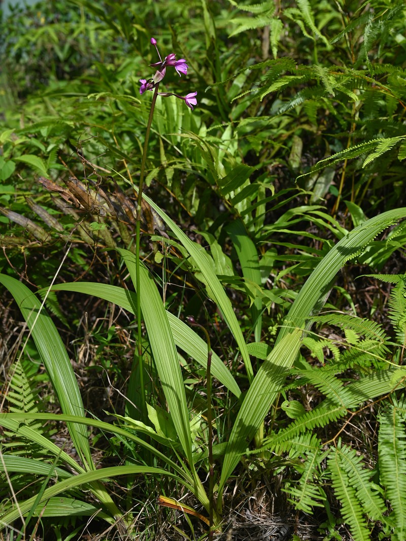 Philippine Ground Orchid photo 4