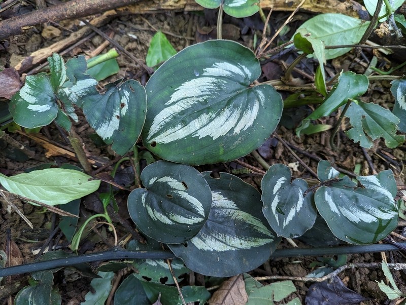 Spatholirion cucphuongense