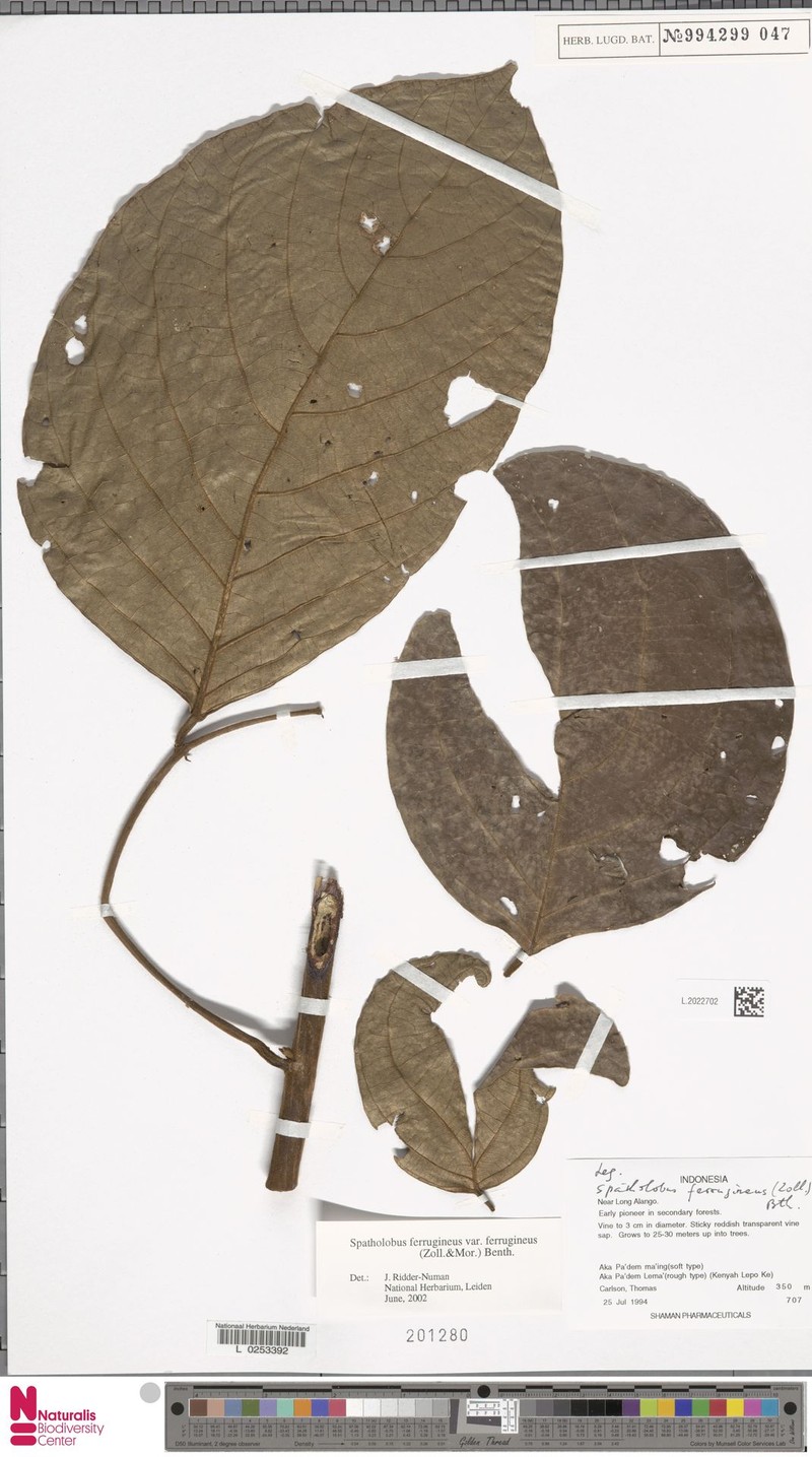 Spatholobus ferrugineus var. ferrugineus