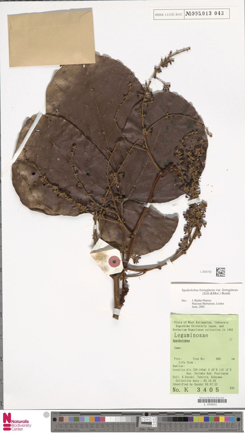 Spatholobus ferrugineus var. ferrugineus photo 2