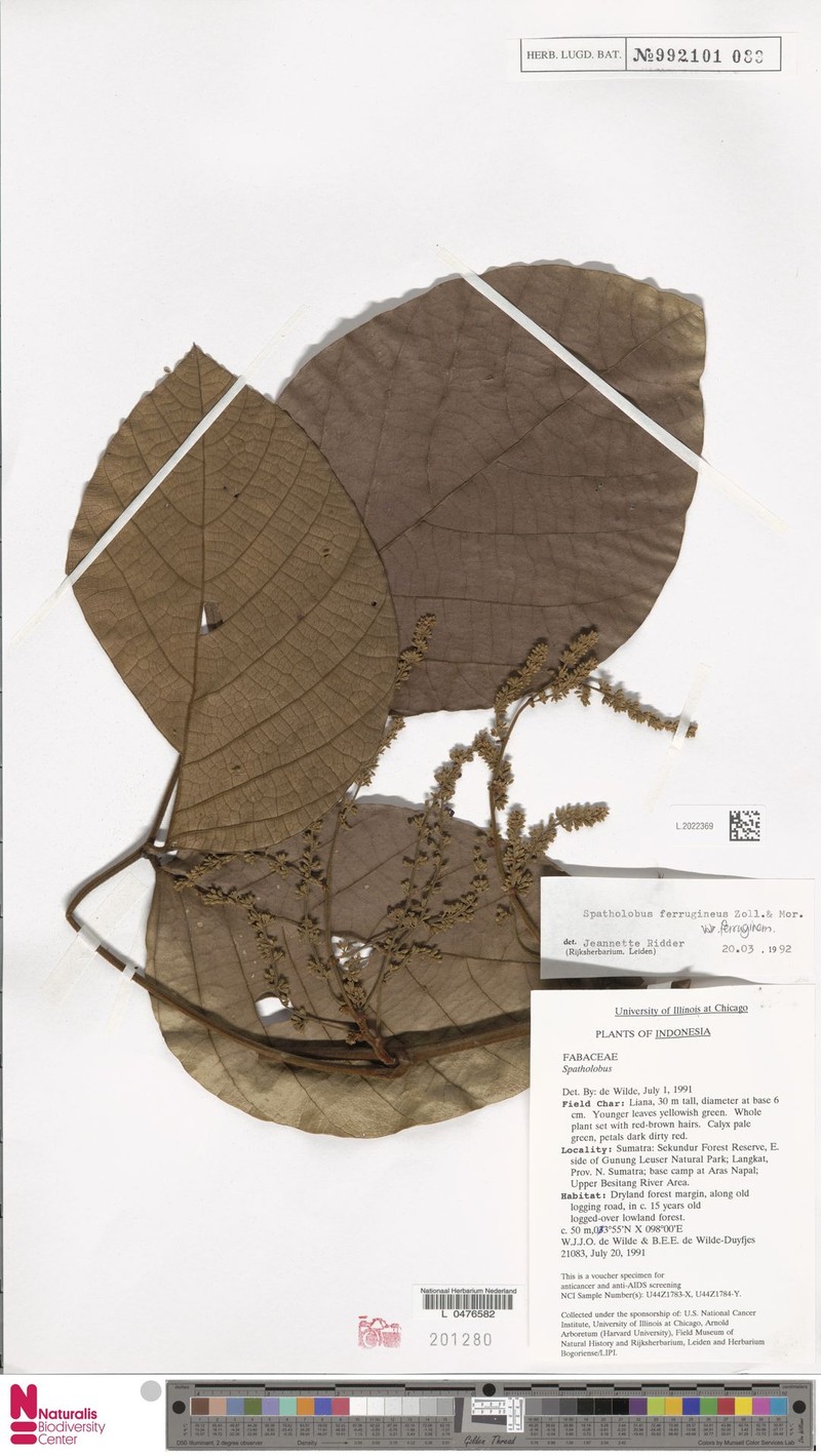 Spatholobus ferrugineus var. ferrugineus photo 4