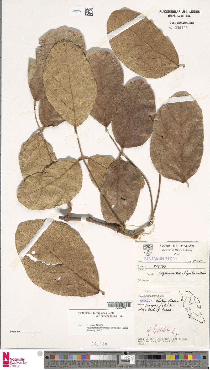 Spatholobus ferrugineus var. sericophyllus