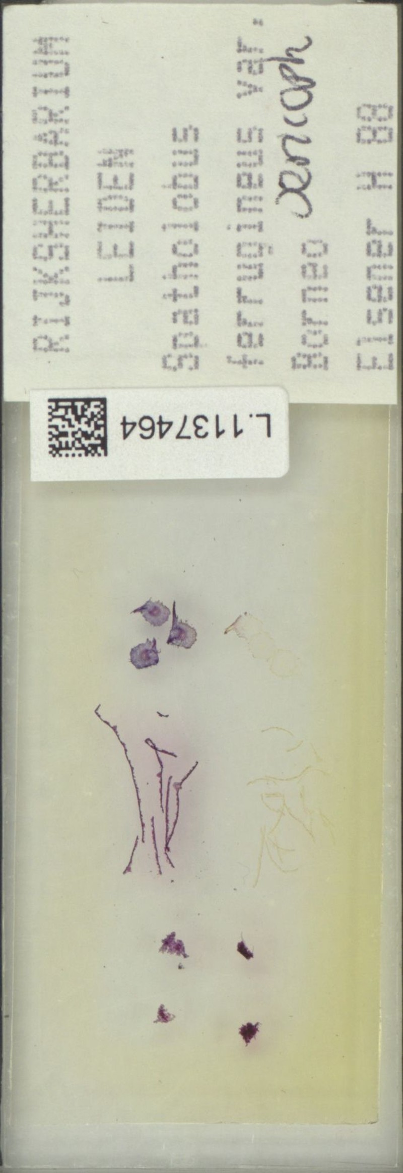 Spatholobus ferrugineus var. sericophyllus photo 2