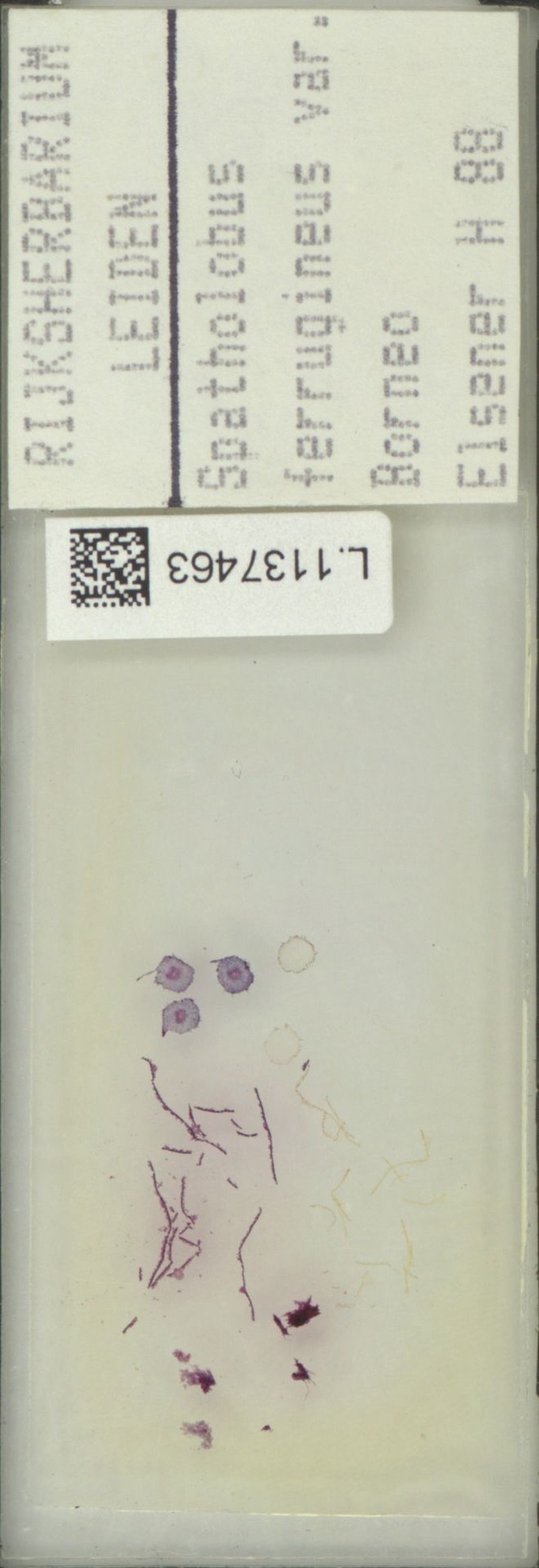 Spatholobus ferrugineus var. sericophyllus photo 3